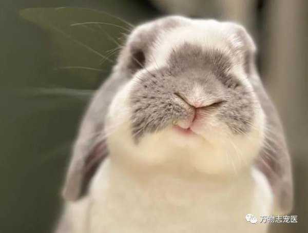 兔子的智商大概是人类的几岁