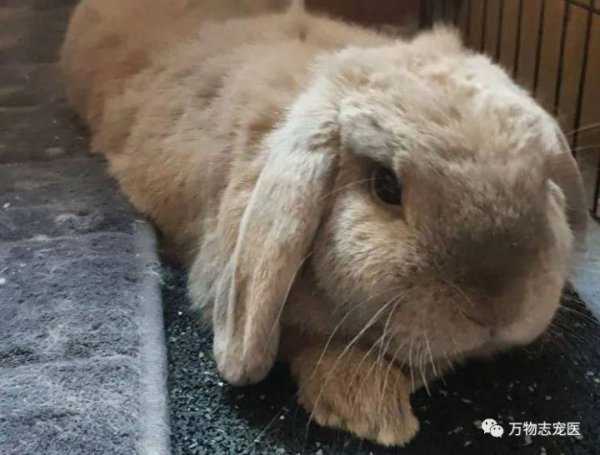 兔子的智商大概是人类的几岁