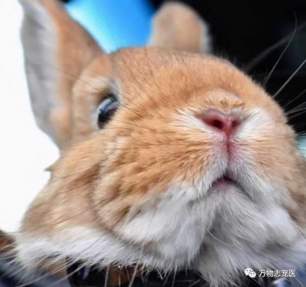 历史小说完结榜排行