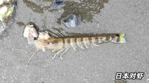 基围虾是什么虾