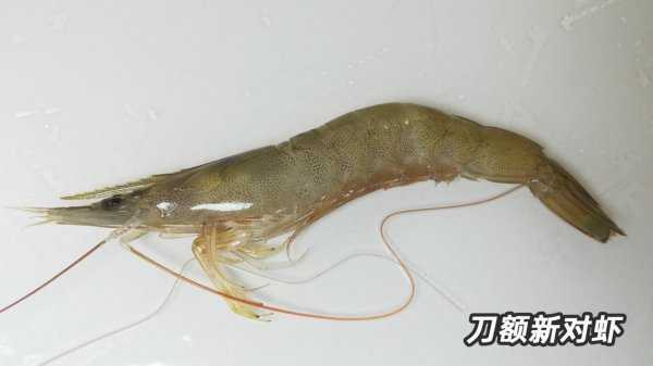 基围虾是什么虾