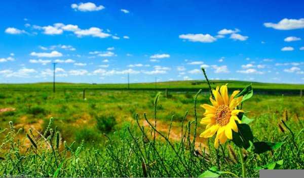 内蒙古自治区的简称