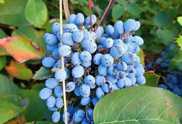 霜霉病严重了用什么药