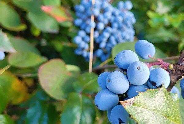 霜霉病严重了用什么药