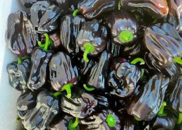 霜霉病严重了用什么药