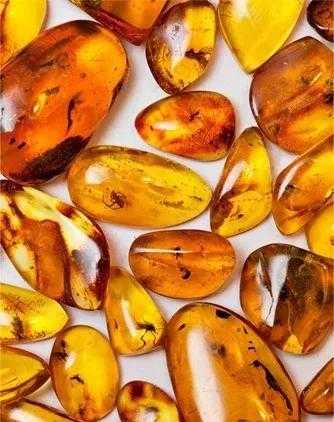 化石的形成过程