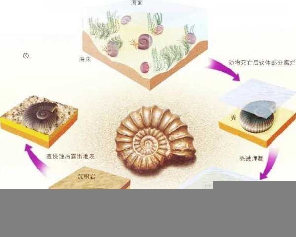 化石的形成过程