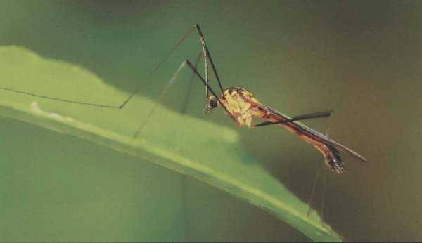 世界上为什么会有蚊子