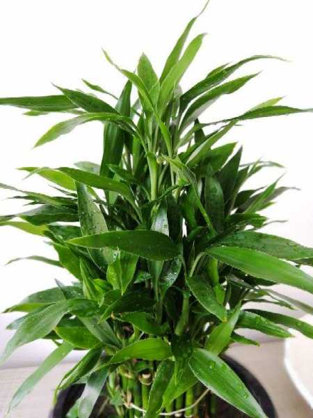 每个属相的招财花分别是什么