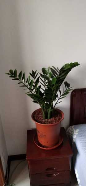 每个属相的招财花分别是什么