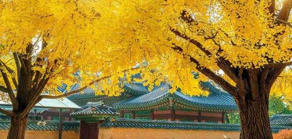 超级寿星的植物是什么