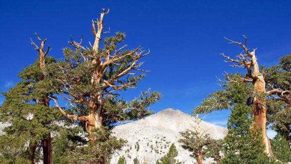 超级寿星的植物是什么