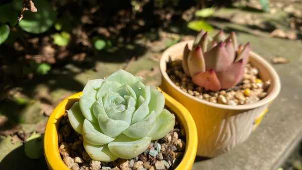 多肉能不能在阳光下晒