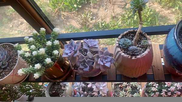 多肉能不能在阳光下晒