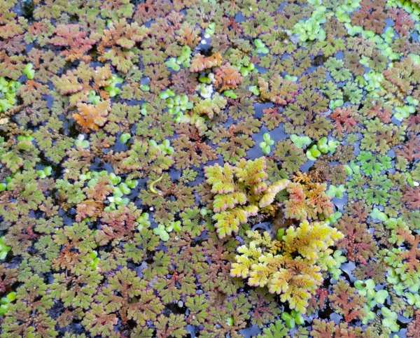 满江红植物特点