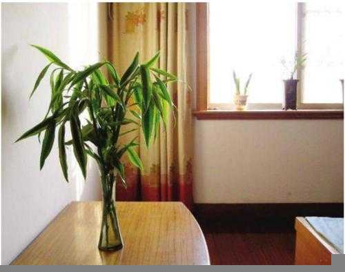 卧室养什么花或者植物最好