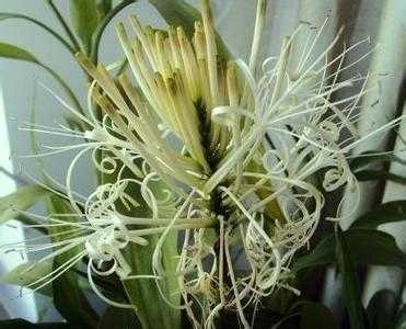 卧室养什么花或者植物最好