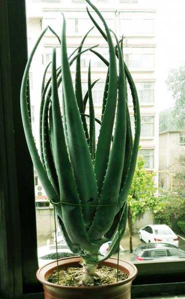 卧室养什么花或者植物最好