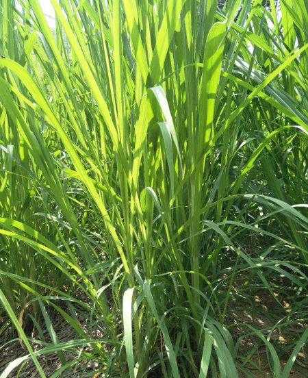 大象爱吃什么东西