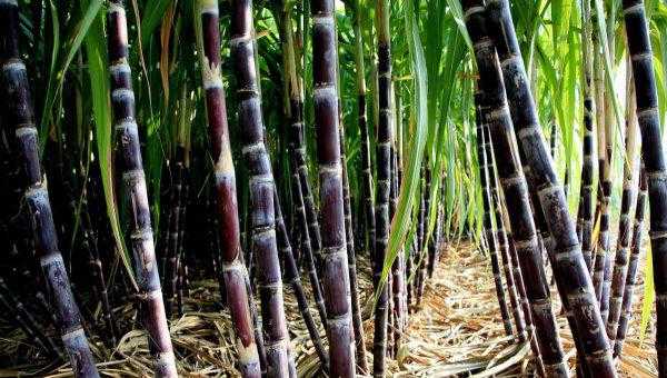 大象爱吃什么东西