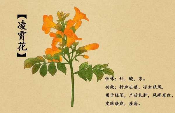 凌霄花为什么叫堕胎花