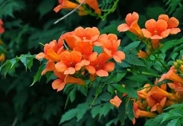 凌霄花为什么叫堕胎花