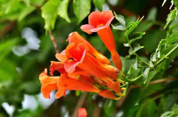 凌霄花为什么叫堕胎花