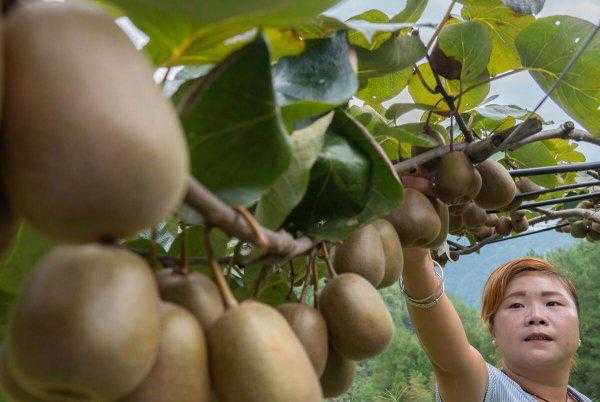 猕猴桃果实成熟期在什么时候