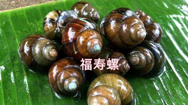 为什么田螺可以吃福寿螺不能