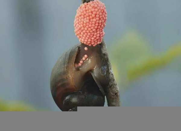 为什么田螺可以吃福寿螺不能