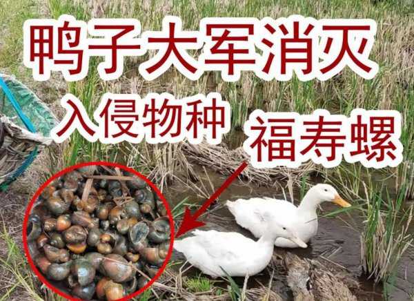 为什么田螺可以吃福寿螺不能
