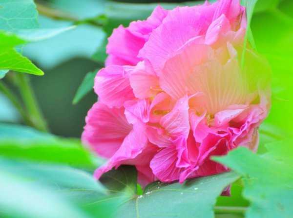 蓉城是哪个城市