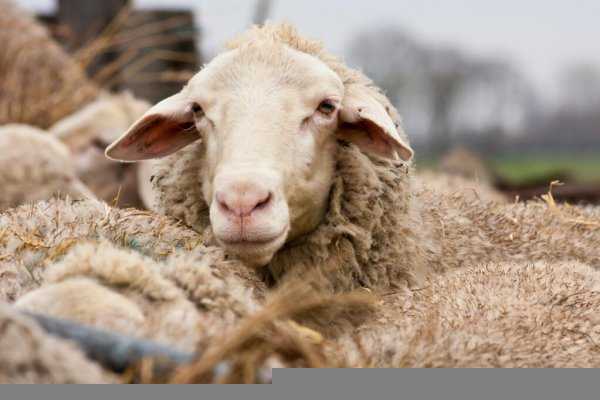 绵羊有角吗