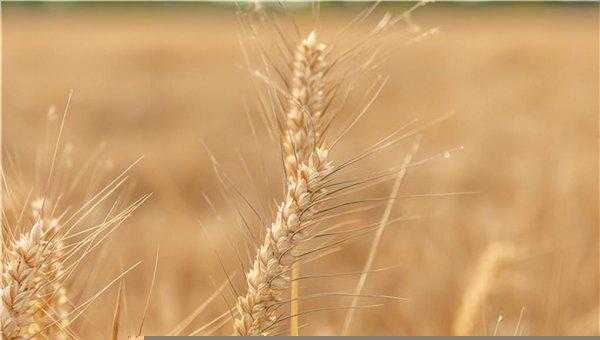 收麦子是几月份