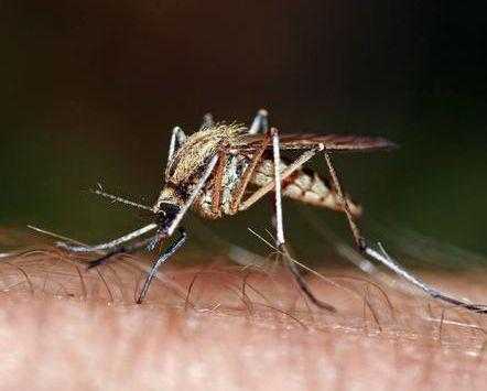 一开灯蚊子就不见了去哪了