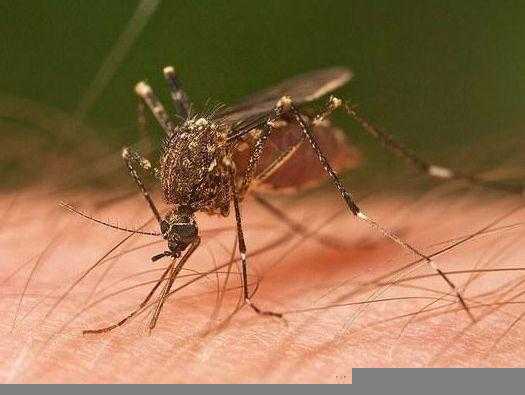 一开灯蚊子就不见了去哪了