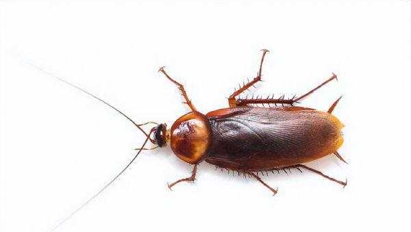 蟑螂最怕什么东西