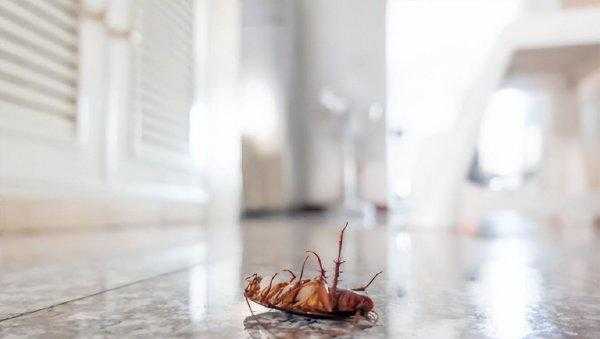 蟑螂最怕什么东西