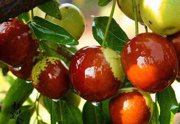 滨州特产有哪些