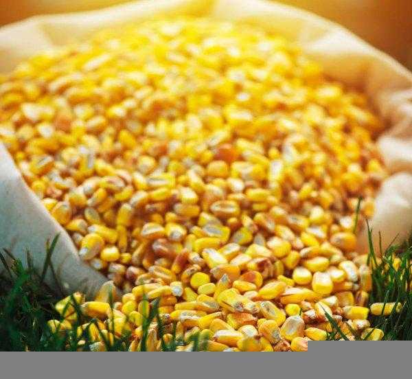 去年的玉米种子今年还能种吗