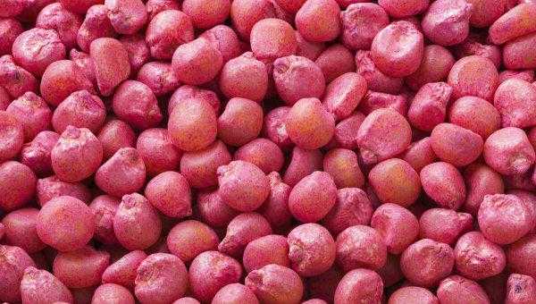 去年的玉米种子今年还能种吗