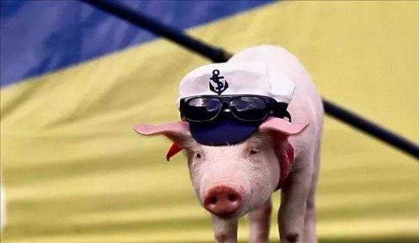 第一聪明的动物是什么