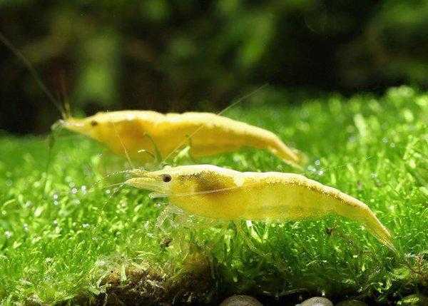 家里养鱼一般养几条为好