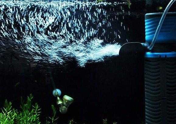 家里养鱼一般养几条为好