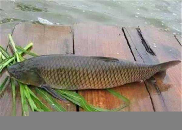 野钓草鱼的方法和技巧