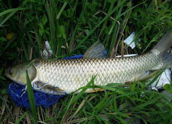 野钓草鱼的方法和技巧