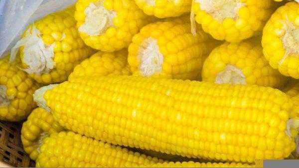 玉米要蒸多少分钟才能熟