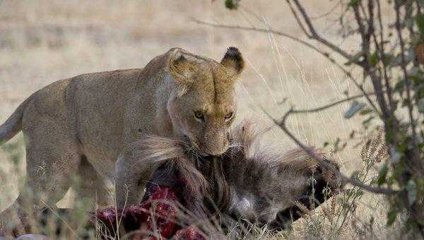 中国古代有狮子吗