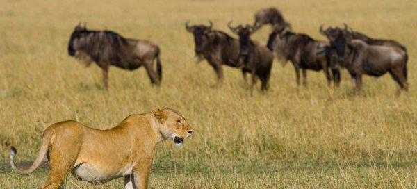 中国古代有狮子吗