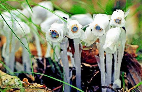 冥界四花的花语